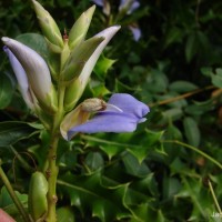 Acanthus ilicifolius L.